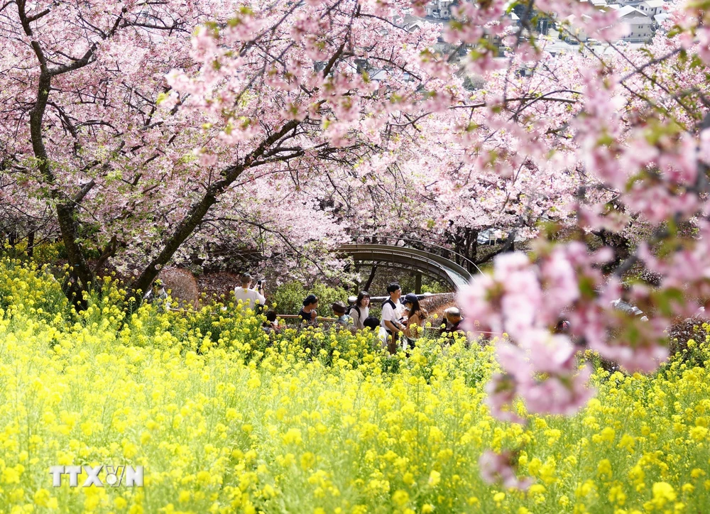 Hoa anh đào nở rộ tại tỉnh Kanagawa, Nhật Bản. (Ảnh: Kyodo/TTXVN)