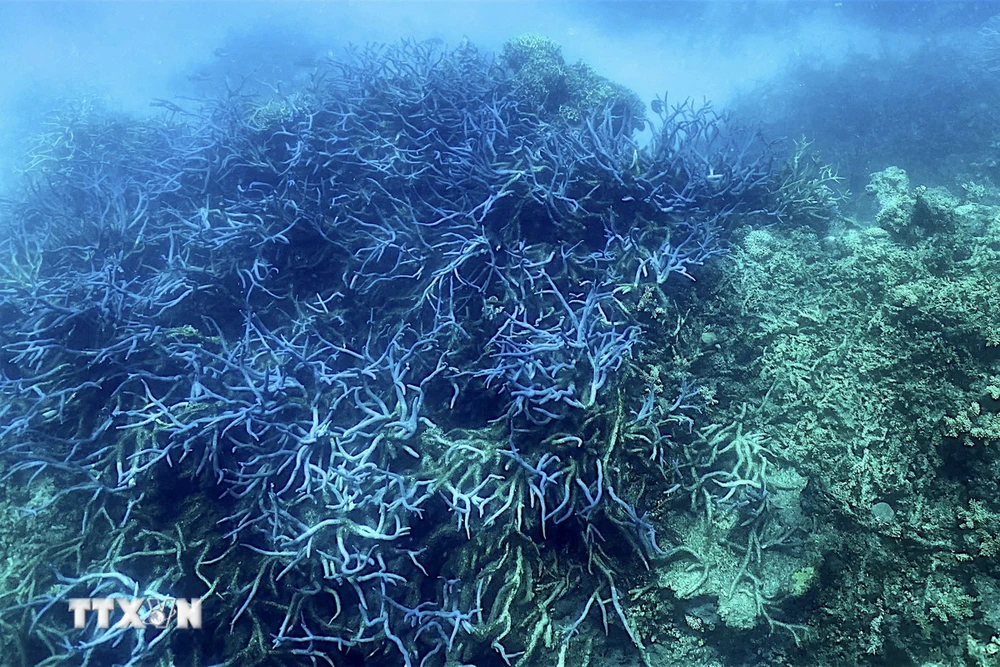 Rạn san hô Great Barrier ở ngoài khơi bang Queensland, Australia bị tẩy trắng trên diện rộng. (Ảnh: AFP/TTXVN)