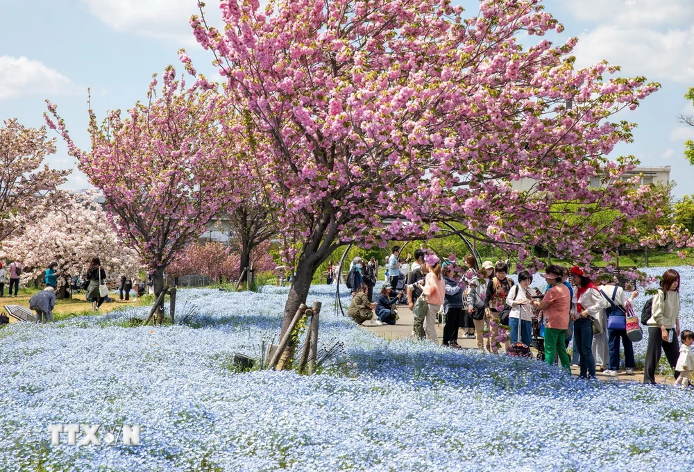 Du khách chiêm ngưỡng vẻ đẹp của Kikuzakura và Nemophila tại công viên Toneri. (Ảnh: Xuân Giao/TTXVN)