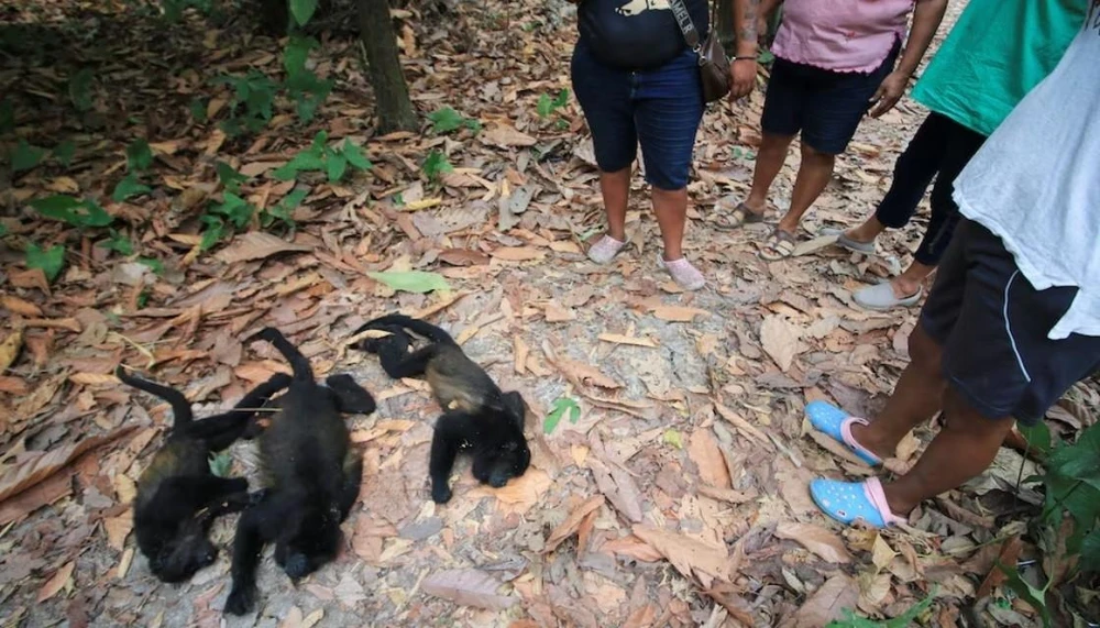 Khỉ rú chết do nắng nóng gay gắt tại bang Tabasco. (Nguồn: Reuters)
