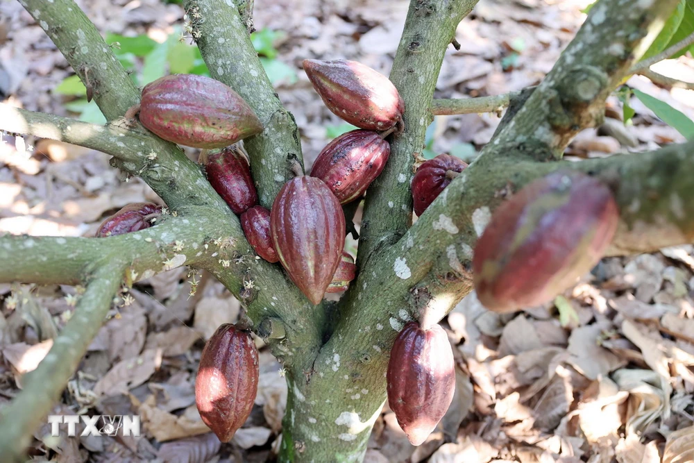 Tỉnh Đắk Lắk hiện có khoảng 1.140ha trồng cacao. (Ảnh: Hoài Thu/TTXVN)