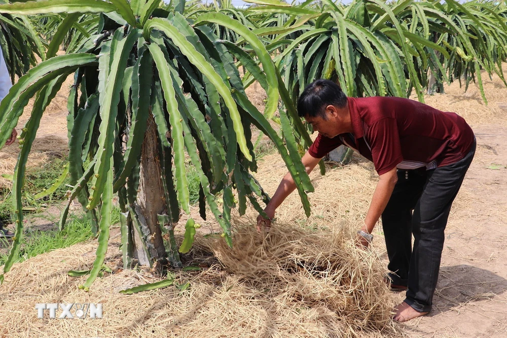 Nông dân xã Kiểng Phước, huyện Gò Công Đông, Tiền Giang, dùng rơm rạ tủ gốc giữ ẩm cho vườn thanh long. (Ảnh: Minh Trí/TTXVN)