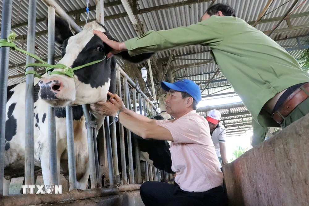 Bác sỹ, chuyên gia đầu ngành thú y Hoàng Xuân Nghinh từ Hà Nội vào hỗ trợ điều trị đàn bò sữa Lâm Đồng. (Ảnh: Chu Quốc Hùng/TTXVN)