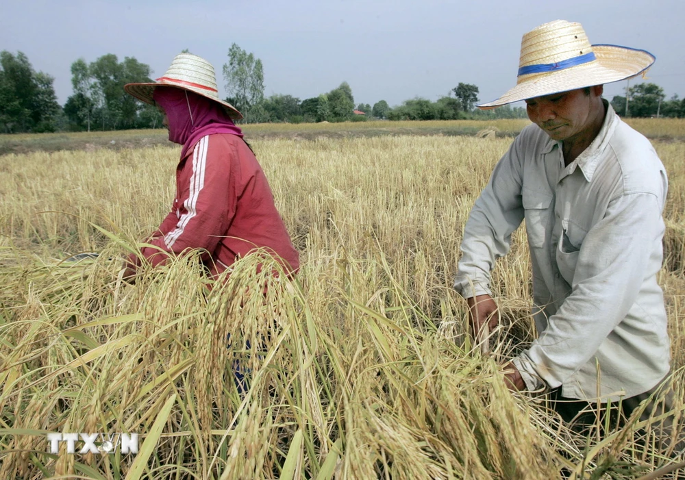 Nông dân thu hoạch lúa trên cánh đồng ở tỉnh Roi Et, Thái Lan. (Ảnh: AFP/TTXVN)