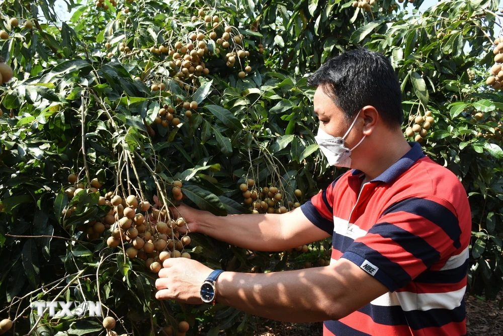 Trái nhãn của hợp tác xã Nông nghiệp và Dịch vụ Nhân Tâm, huyện Xuyên Mộc đã được cấp mã vùng trồng xuất khẩu. (Ảnh: Hoàng Nhị/TTXVN)