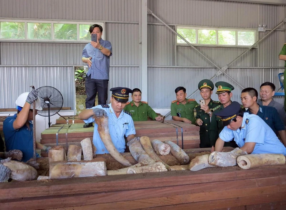 Lực lượng chức năng đang kiểm tra lô hàng, thu giữ nhiều ngà voi được cất giấu trong các hộp gỗ xẻ. (Ảnh: TTXVN)