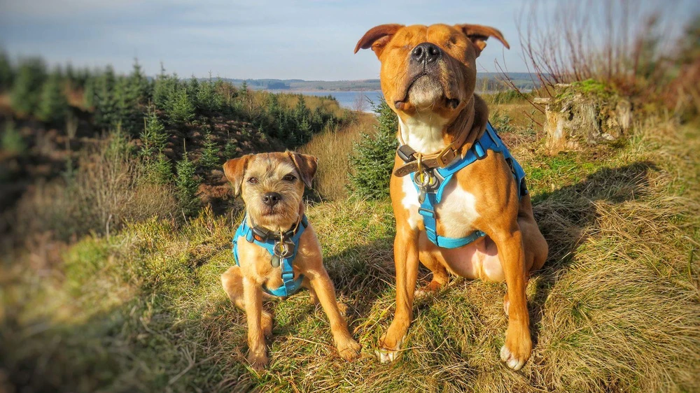 Chú chó mù Amos (bên phải) và "vệ sỹ" Toby. (Nguồn: news.sky)