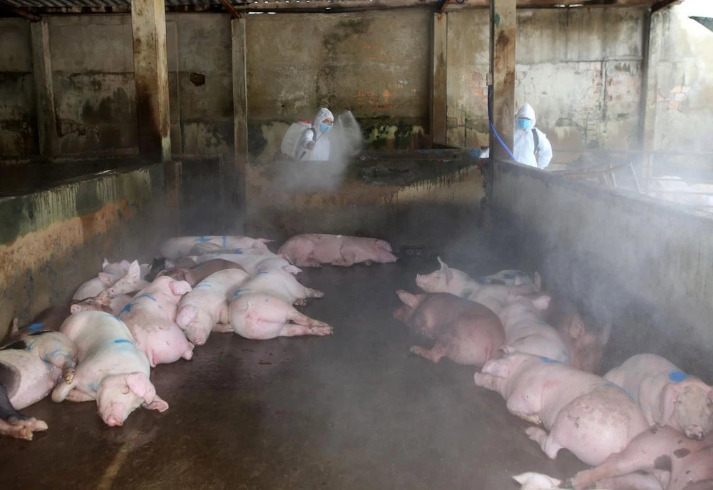 Nhân viên Thú y tỉnh Thừa Thiên-Huế phun thuốc tiêu độc khử trùng tại khu vực lò giết mổ lợn tập trung Bãi Dâu, thành phố Huế. (Ảnh: Hồ Cầu/TTXVN)