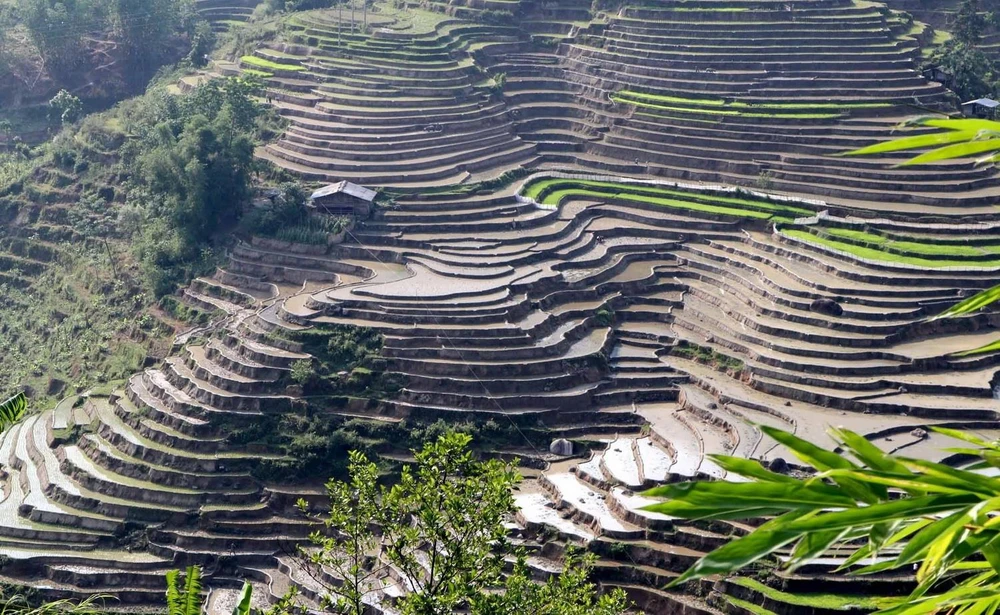 Những thửa ruộng bậc thang nhìn hút tầm mắt tại khu vực xã biên giới Vàng Ma Chải huyện Phong Thổ uốn lượn như những tác phẩm nghệ thuật. (Ảnh: Quý Trung/TTXVN)