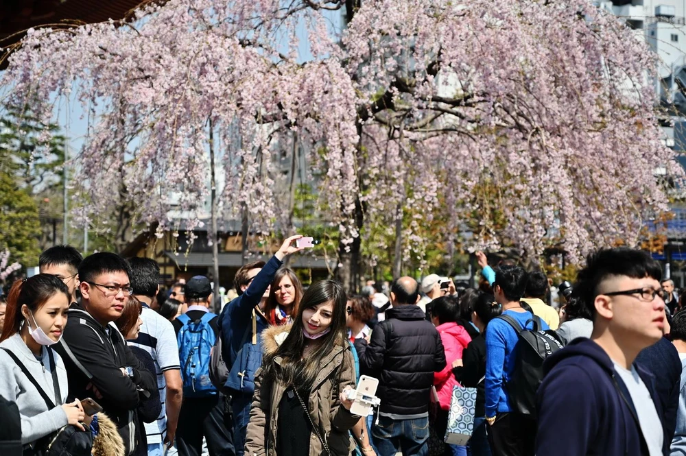 Khách du lịch ngắm hoa anh đào tại Tokyo của Nhật Bản, ngày 27/3 vừa qua. (Ảnh: AFP/TTXVN)