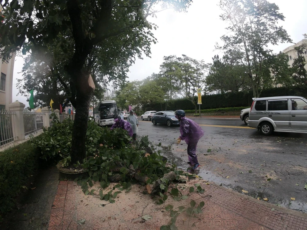 Gió lốc mạnh đã quật đổ 10 cây xanh, trong đó có nhiều cây thông bật gốc làm ảnh hưởng đến đường điện và nhà dân tại một số nơi của thành phố Đà Lạt. (Ảnh: Đặng Tuấn/TTXVN)