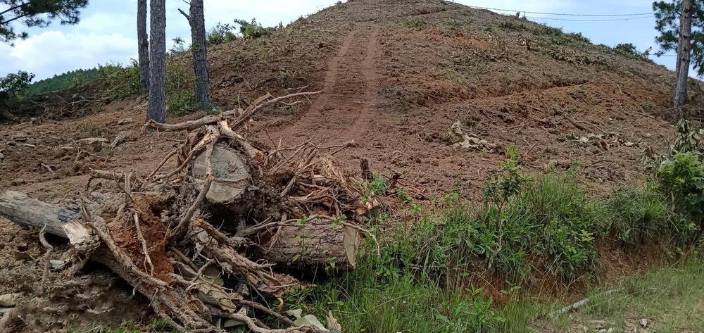 Hiện trường vụ phá rừng thông 20 năm tuổi tại xã Nam Hà, huyện Lâm Hà, tỉnh Lâm Đồng. (Ảnh: Đặng Tuấn/TTXVN)