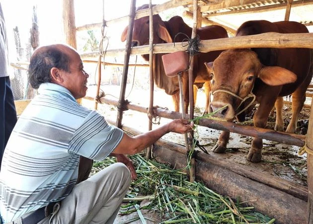 Nông dân chăm sóc đàn bò lai từ dự án Phát triển giống bò thịt chất lượng cao. (Ảnh: Dư Toán/TTXVN)