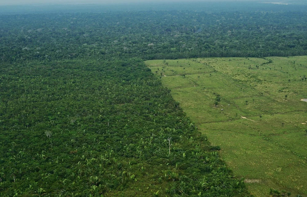 Rừng Amazon tại Brazil. (Ảnh: AFP/TTXVN)