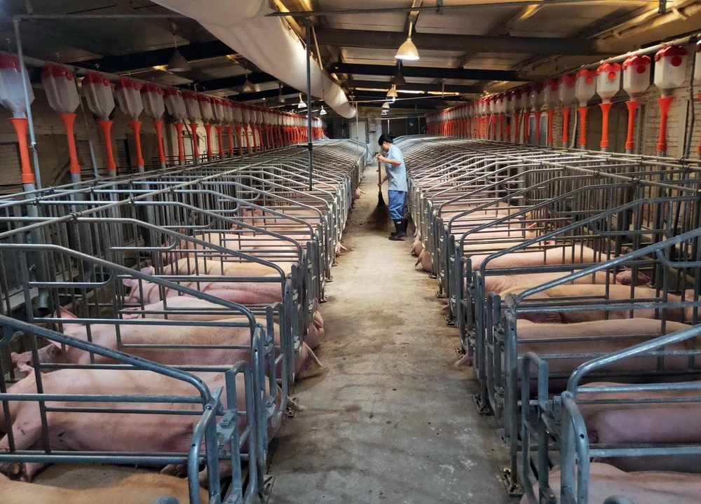 Lợn được nuôi tại trang trại ở tỉnh Giang Tây của Trung Quốc. (Ảnh: THX/TTXVN)