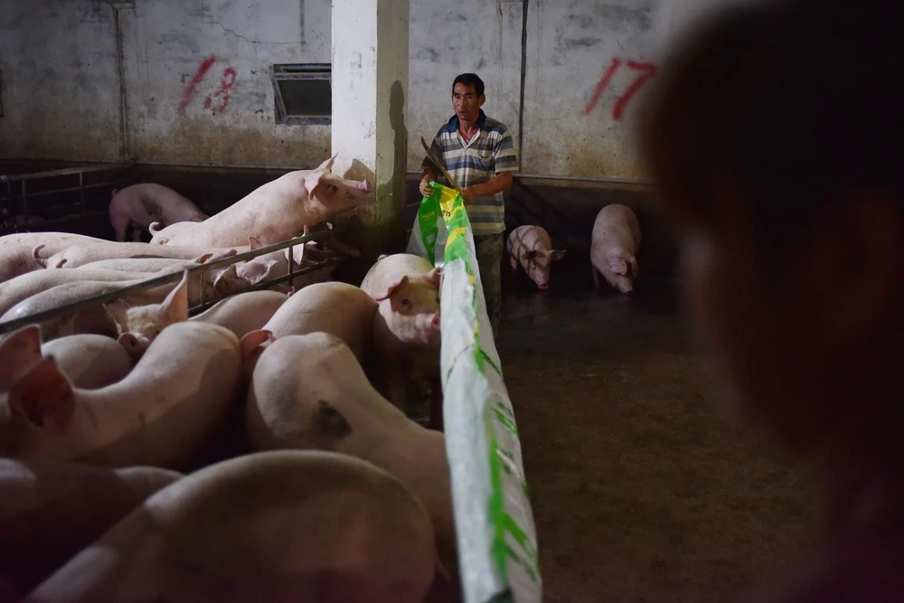 Lợn được nuôi tại trang trại ở tỉnh Hà Nam của Trung Quốc. (Ảnh: AFP/TTXVN)