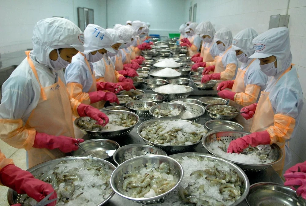 Chế biến tôm đông lạnh xuất khẩu tại Công ty TNHH Thông Thuận, tỉnh Ninh Thuận. (Ảnh: TTXVN)