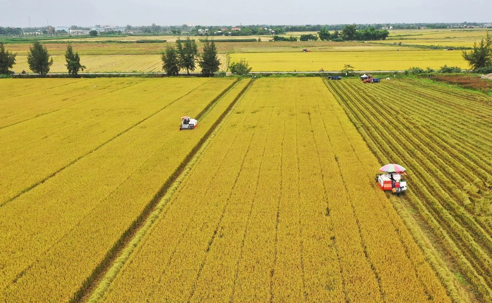 Nông dân thu hoạch lúa vụ Hè Thu 2019 trên cánh đồng mẫu lớn. (Ảnh: Hồ Cầu/TTXVN)
