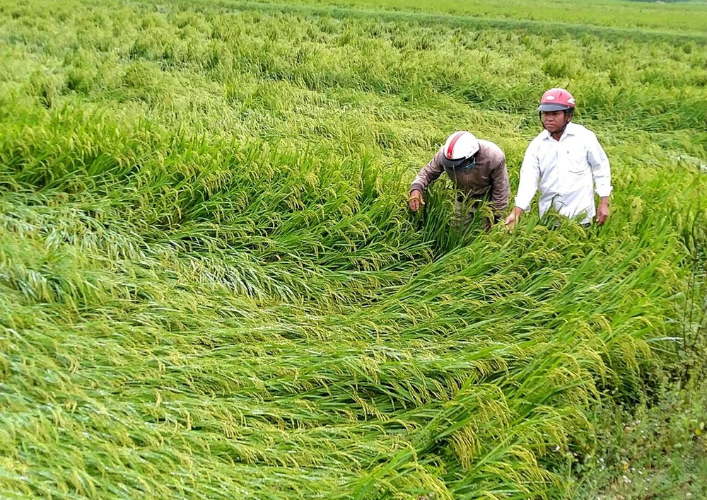 Lúa chuẩn bị thu hoạch thì bị ngã đổ tại huyện Phong Điền. (Ảnh: Tường Vi/TTXVN)