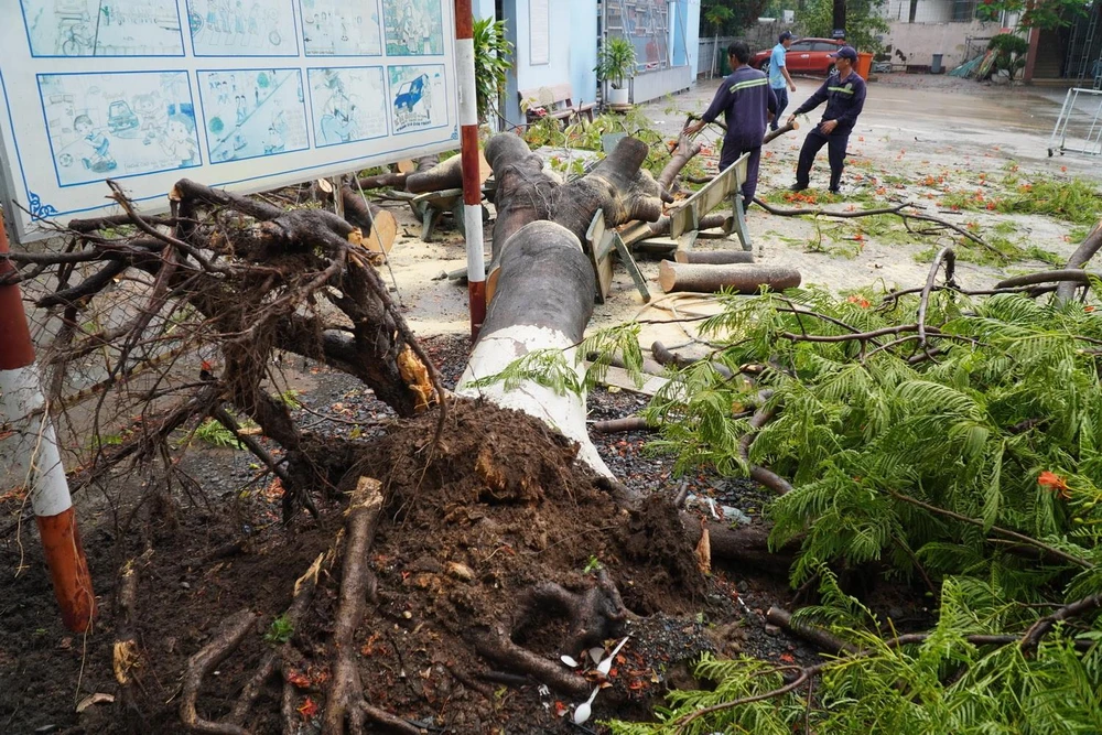 Lực lượng chức năng dọn dẹp hiện trường cây phượng bị ngã đổ khiến 3 nữ sinh trường THCS Trần Hưng Đạo bị thương. (Ảnh: Lê Xuân/TTXVN)
