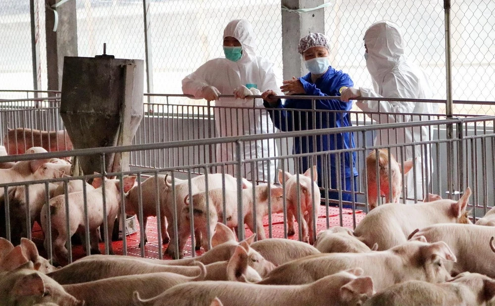Đoàn công tác của Bộ Nông nghiệp và Phát triển Nông thôn kiểm tra một trang trại lợn nái. (Ảnh: Trung Kiên/TTXVN)