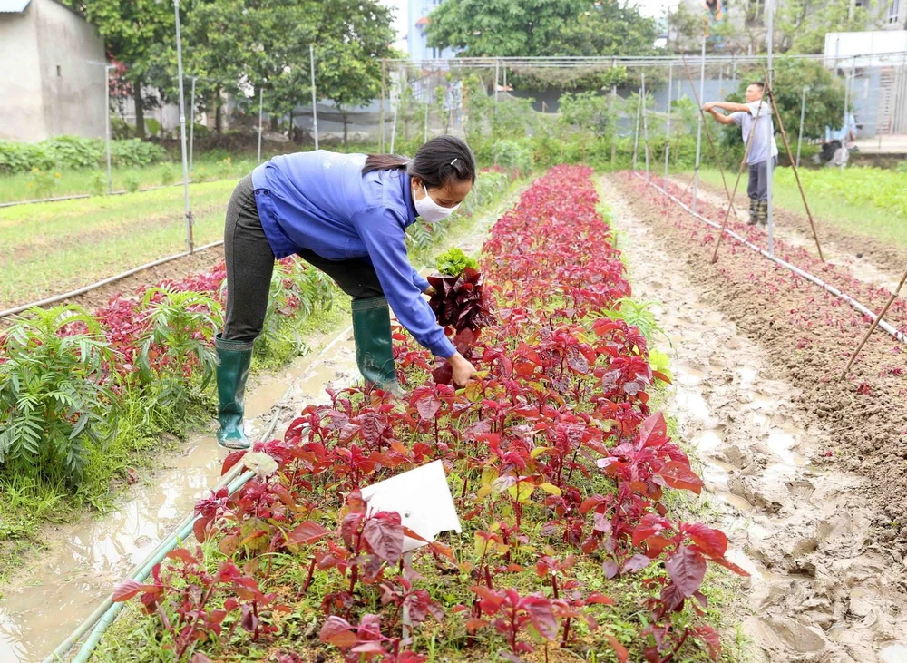 Nông dân hợp tác xã rau hữu cơ Thanh Xuân ở xã Thanh Xuân, huyện Sóc Sơn, Hà Nội thu hoạch sản phẩm để cung cấp cho thị trường Hà Nội. (Ảnh: Vũ Sinh/TTXVN)