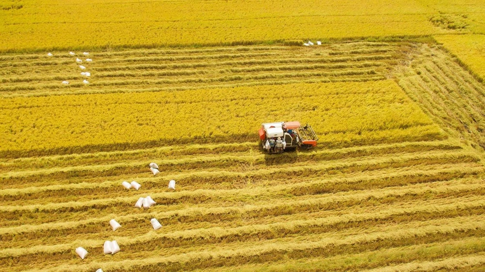 Nông dân ở Đồng bằng sông Cửu Long thu hoạch lúa Đông Xuân. (Ảnh: TTXVN)