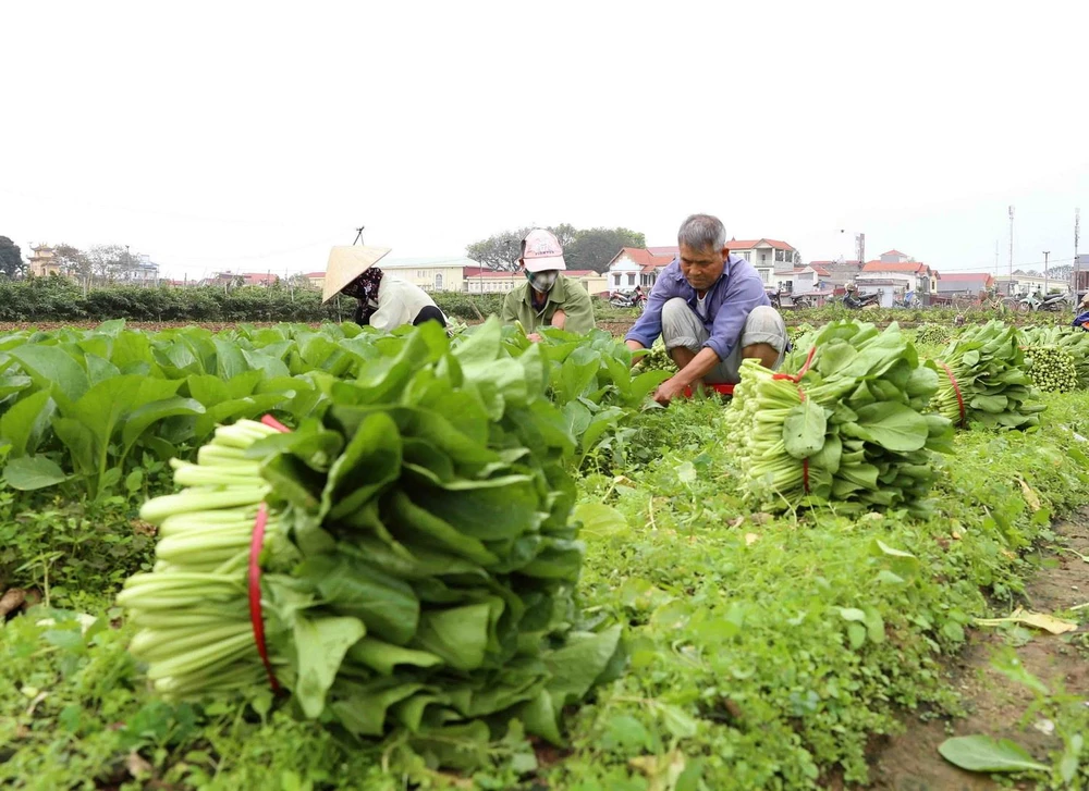 Thu hoạch rau xanh cung cấp cho thị trường Hà Nội. (Ảnh: Vũ Sinh/TTXVN)