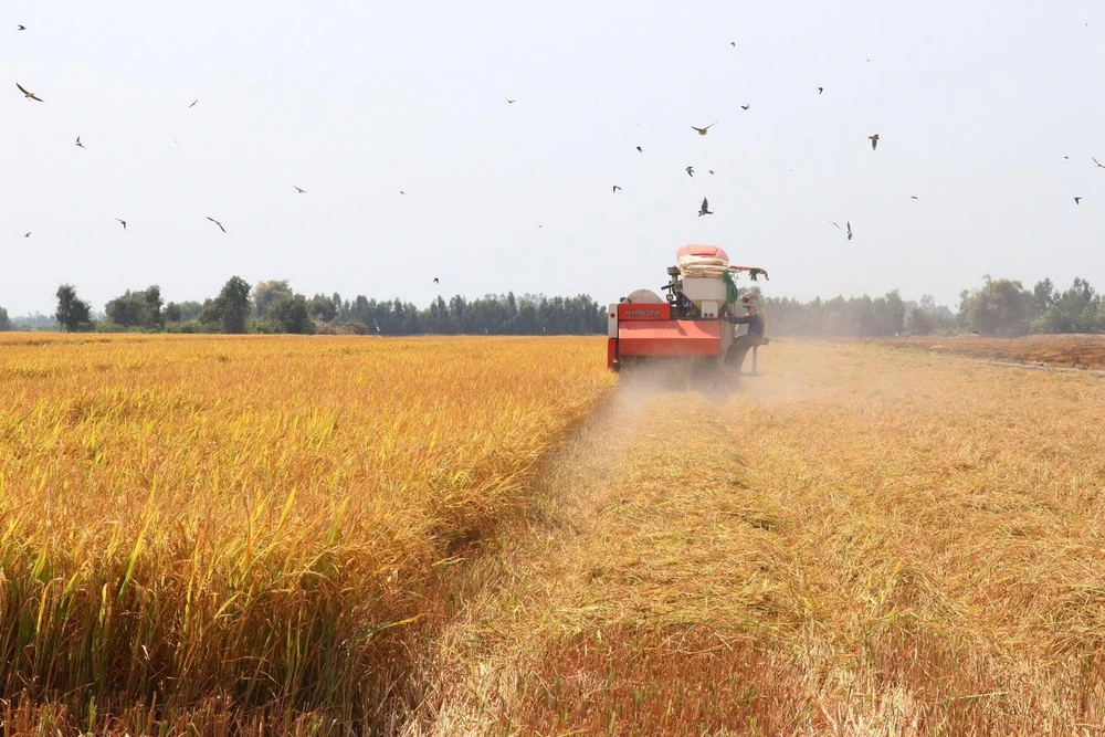 Thu hoạch lúa Đông Xuân năm 2019-2020 tại xã Thạnh Lợi, huyện Tháp Mười, tỉnh Đồng Tháp. (Ảnh: TTXVN)