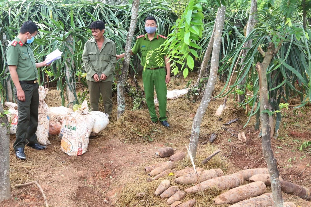 Lượng lớn thuốc nổ và đầu đạn nguy hiểm được đối tượng Nguyễn Đăng Thảo cất giấu rải rác trong vườn nhà. (Ảnh: TTXVN phát)