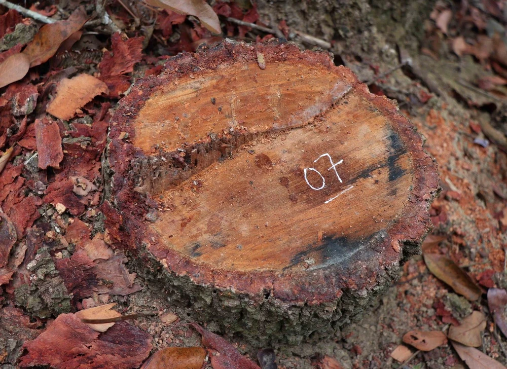 Hình ảnh gốc cây và dấu vết cưa hạ của “lâm tặc” trong rừng đặc dụng Mường Phăng. Ảnh: Xuân Tiến/TTXVN)