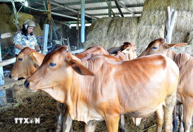 Đàn bò vỗ béo từ giống bê lai Brahman và bê lai BBB tại huyện Thuận Bắc, tỉnh Ninh Thuận. (Ảnh: Công Thử/TTXVN)