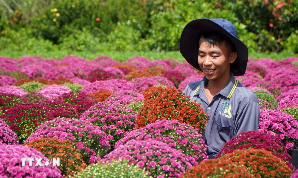 Nông dân Làng hoa Sa Đéc trồng nhiều loại cúc mâm xôi với đủ màu sắc. (Ảnh: Nhựt An/TTXVN)