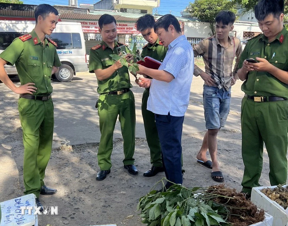 Số sâm giả Ngọc Linh không người nhận bị lực lượng chức năng phát hiện tại bến xe tỉnh Kon Tum vào sáng 19/12. (Ảnh: TTXVN phát)