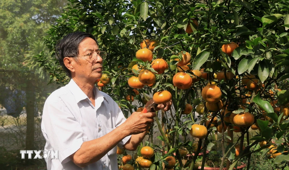 Ông Hà Thanh Hồng ở xã Vĩnh Thới, huyện Lai Vung, chăm sóc quýt hồng chuẩn bị phục vụ thị trường Tết. (Ảnh: Nhựt An/TTXVN)