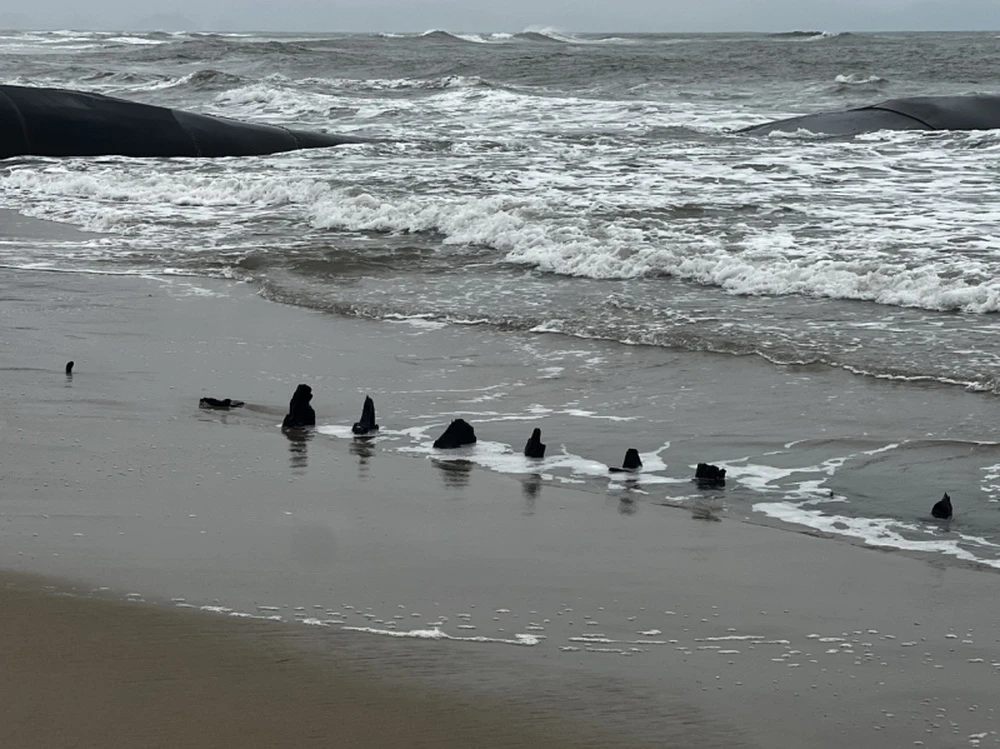 Xác tàu gỗ lộ thiên được ngư dân phát hiện tại bờ biển Tân Thành (TP Hội An) sau đợt triều cường, mưa lớn hai ngày vừa qua. (Nguồn: Báo Công an Nhân dân)