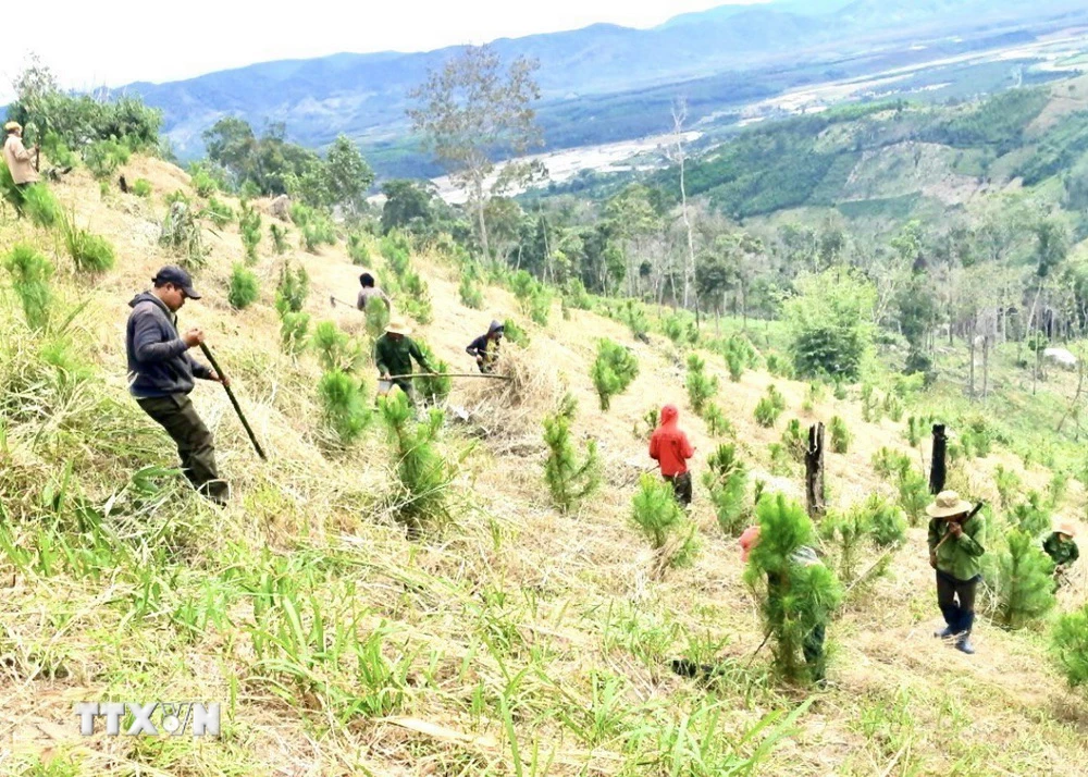 Người dân trồng cây phù hợp trên diện tích đất lâm nghiệp. (Ảnh minh họa: Hoài Nam/TTXVN)