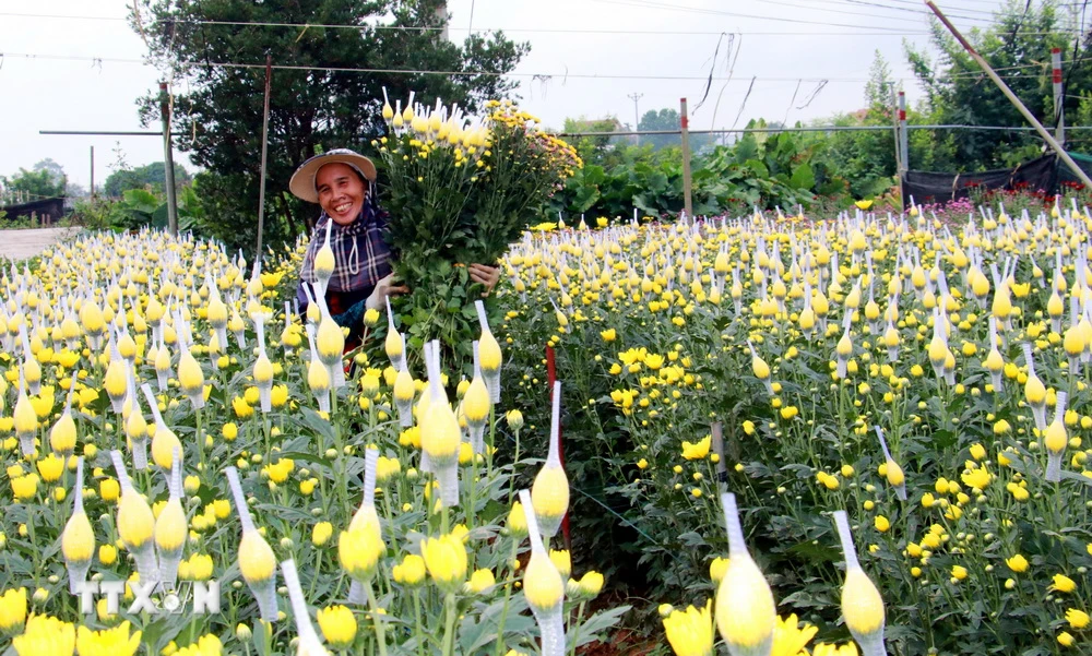 Thu hoạch hoa cúc tại xã Mỹ Tân. (Ảnh: Nguyễn Lành/TTXVN)