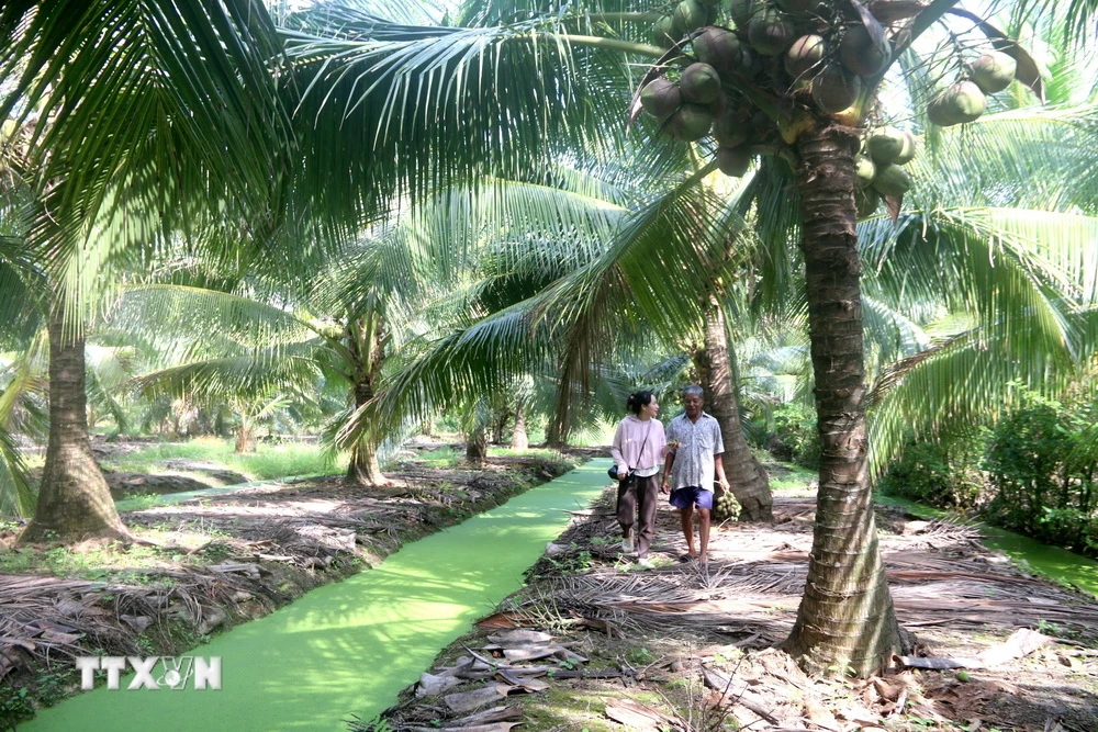Một vườn dừa. (Ảnh: Thanh Hòa/TTXVN)