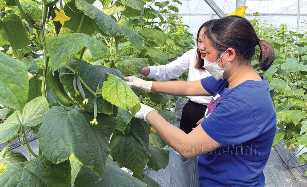 Nguồn vốn NHCSXH giúp cho nhiều hộ đầu tư phát triển nông nghiệp công nghệ cao, vươn lên làm giàu trên mảnh đất quê hương. (Nguồn: báo Bắc Ninh)