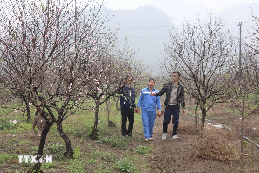 Ông Phạm Ngọc Hậu (áo xanh), thôn 3, xã Đông Sơn dẫn khách đi chọn cây đào tại vườn nhà. (Ảnh: Đức Phương/TTXVN)