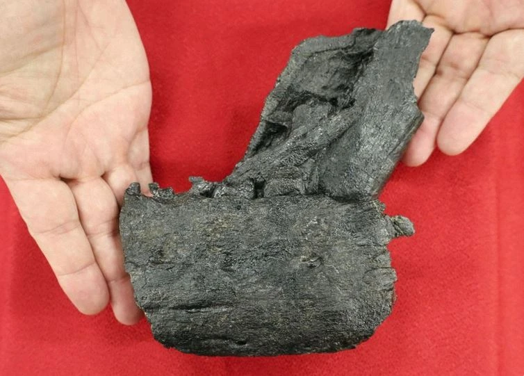 Hóa thạch xương hàm dưới của một loài khủng long tyrannosaurid được tìm thấy ở Amakusa, tỉnh Kumamoto, trong một lớp đất được hình thành vào Kỷ Phấn trắng muộn ở phía Tây Nam Nhật Bản. (Nguồn: Kyodo)