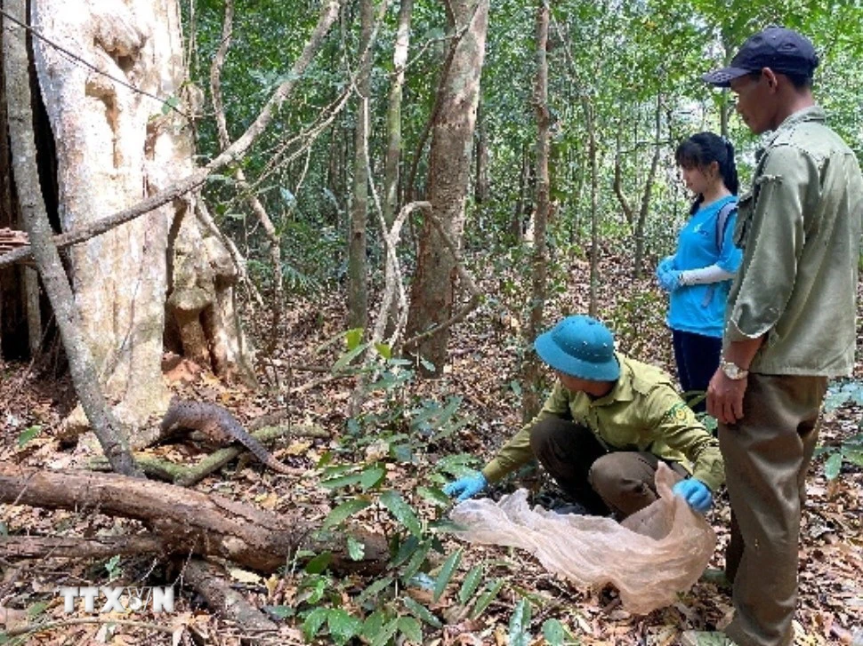 Ba cá thể Tê tê java được thả về môi trường tự nhiên tại Vườn Quốc gia Bù Gia Mập. (Ảnh: TTXVN phát)