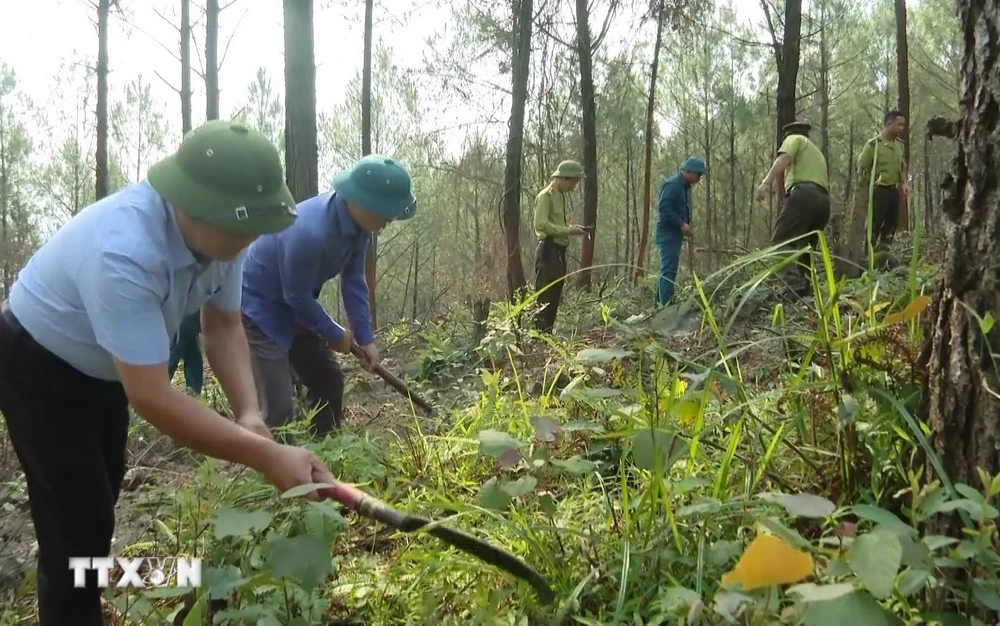 Lực lượng liên ngành phát thực bì ở khu vực dễ cháy rừng tại tỉnh Quảng Bình. (Ảnh: TTXVN phát)