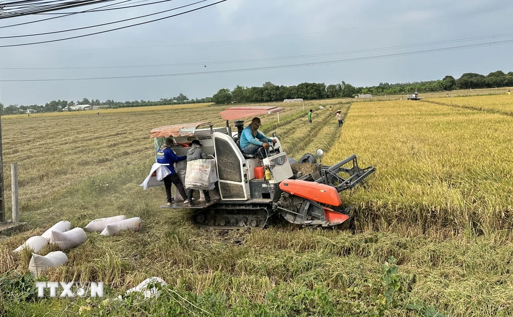  Nông dân An Giang khẩn trương thu hoạch lúa vụ Đông Xuân. (Ảnh: Thanh Sang/TTXVN)