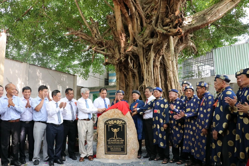 Lãnh đạo phường Tương Bình Hiệp cùng các bô lão đứng dưới tán cây Kơnia được cây Đa ôm chùm gốc tạo nên Cây Di sản độc đáo. (Ảnh: Dương Chí Tưởng/TTXVN)