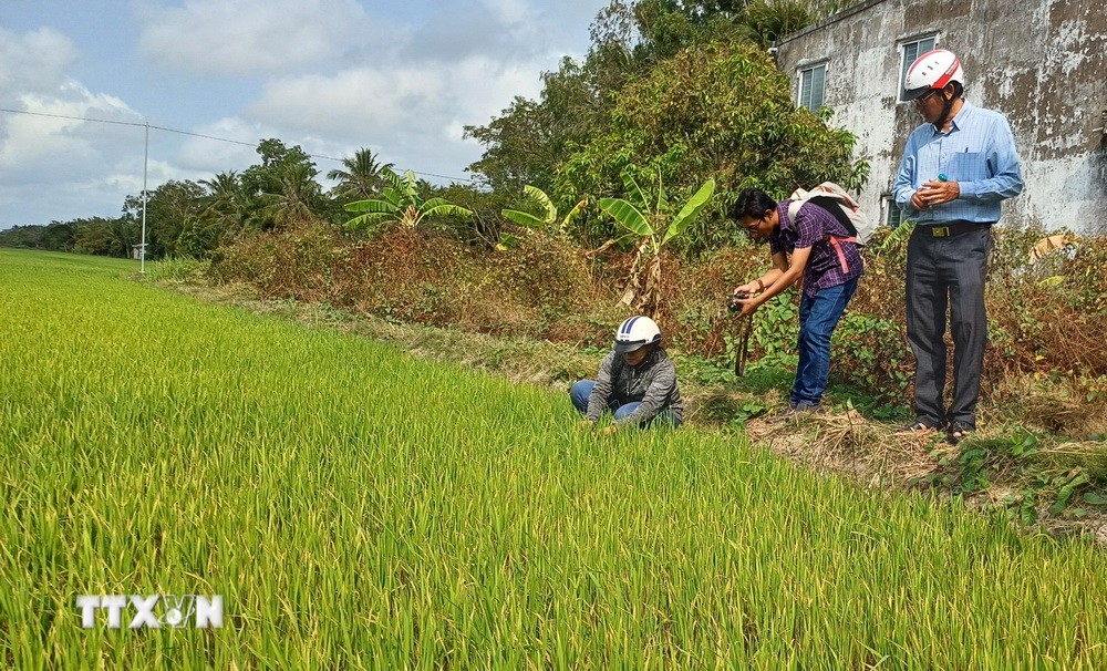 Trên 29.000ha lúa ở ĐBSCL có nguy cơ bị ảnh hưởng bởi xâm nhập mặn