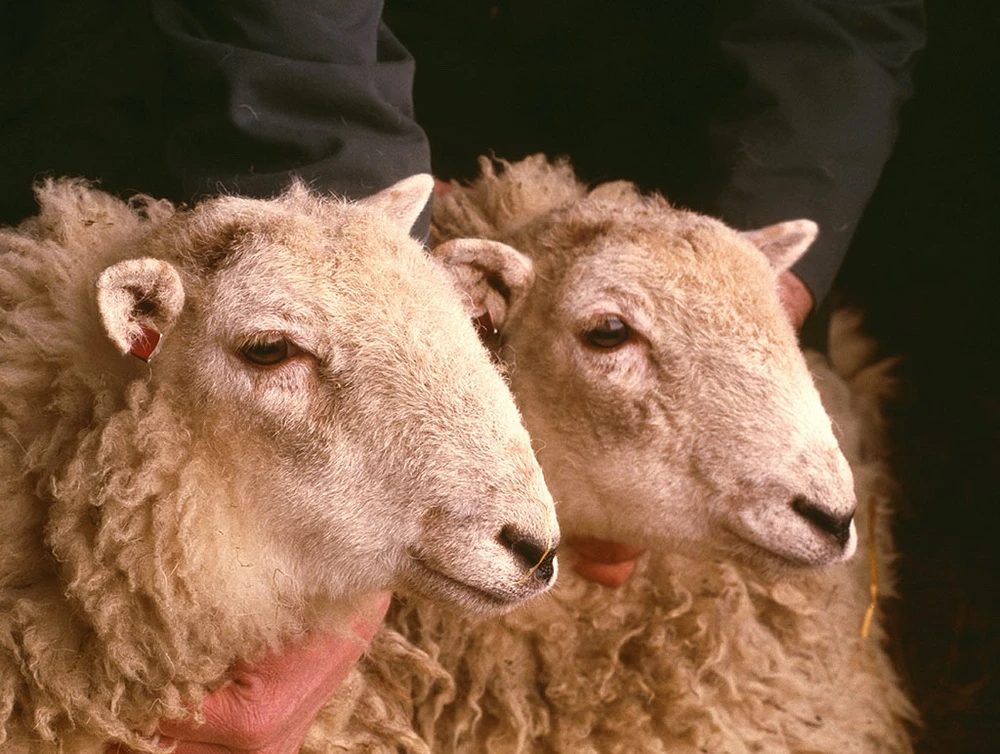 Cặp song sinh cừu nhân bản đầu tiên trên thế giới. (Nguồn: europa.eu)