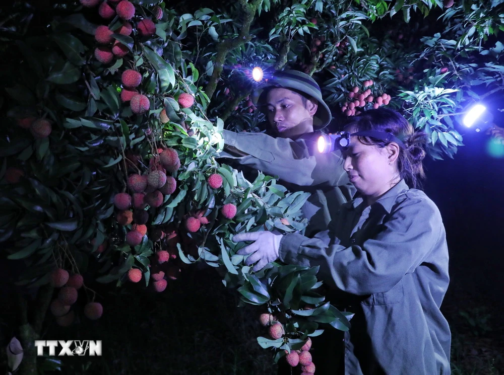 Người dân Lục Ngạn, tỉnh Bắc Giang, tất bật thu hoạch vải đêm năm 2023. (Ảnh: Danh Lam/TTXVN)