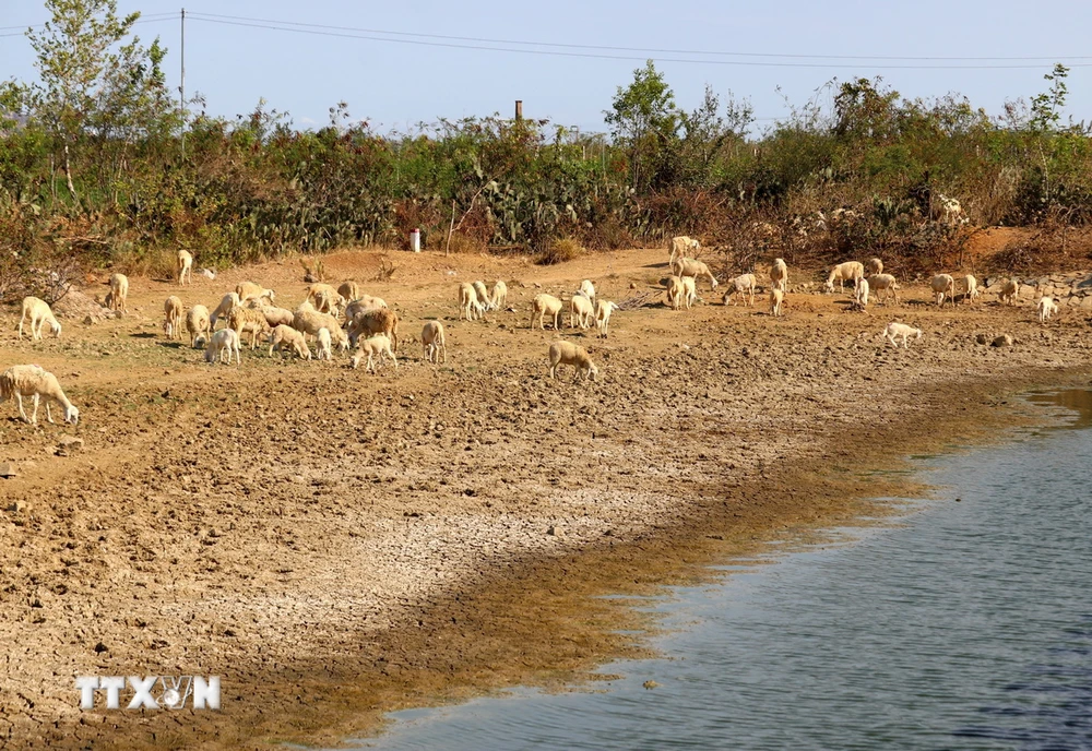 Người dân xã Xuân Hải, huyện Ninh Hải, tỉnh Ninh Thuận, di chuyển đàn cừu đến nơi còn nguồn thức ăn, nước uống để chăn thả do nắng nóng. (Ảnh: Nguyễn Thành/TTXVN)